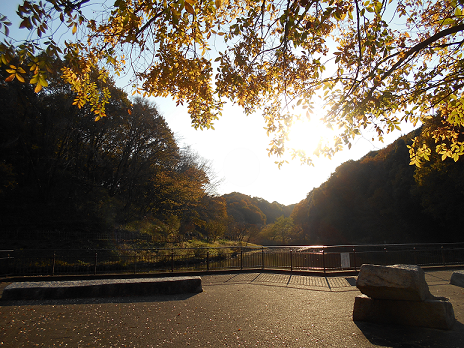 【写真サイズ調整】公園紅葉.png