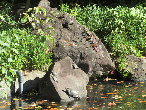 【写真】【サイズ調整】カメの甲羅干し.png