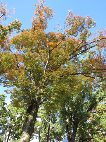 【写真】【サイズ調整】紅葉.png