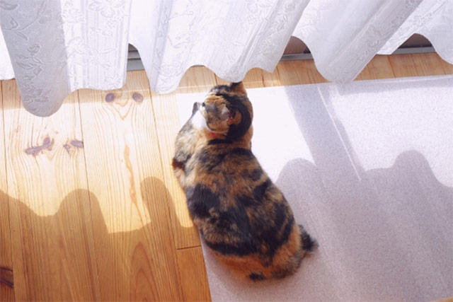 Cat-sunny.jpg