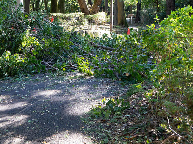 tree-blown-down-by-strong-wind.jpg